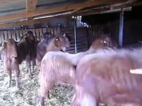 ΓΙΔΙΑ ΔΑΜΑΣΚΟΥ ΤΟΥ ΝΙΚΟΛΑ