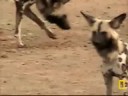 Wild dogs take a break