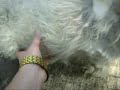 maltraitance-chien S.P.A. de P�ruwelz