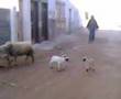 Maroc-humour-2009