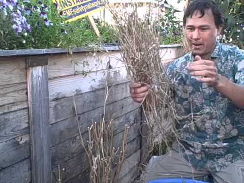 how to fertilize arugula