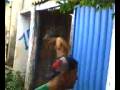xixi doido.3gp