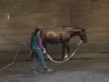 Rodney Navicular Evaluation/New Shoes