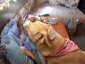 Jackson And Charlee Playing: Episode 1