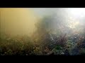 WILDFLOWERS 04