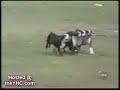La competencia mas divertida jajajajajajajajajajaja