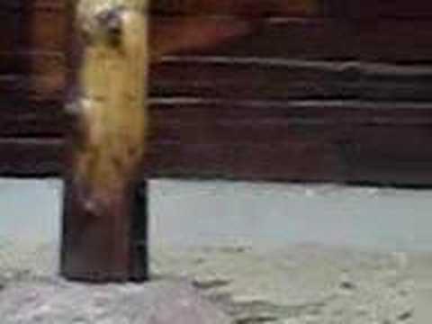 Plock Poland Europe - Zoological ...