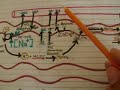 Renal Physiology Introduction Renal Physiology Introduction