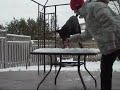 my dog loves snow