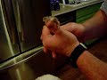 Baby Horny Toad from Colorado