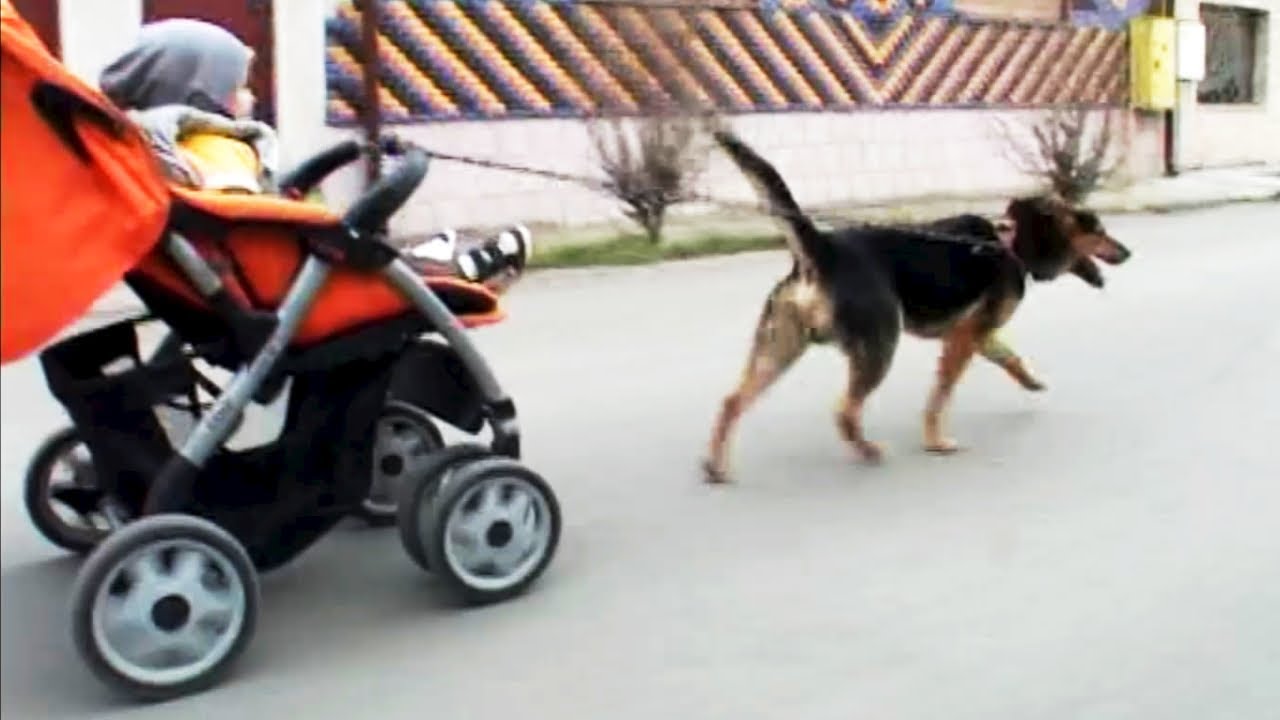 Video Incredibil Un Caine Maidanez Plimba un Copil in Carucior Pe Mijlocul Strazii
