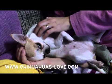 Click to View : Masaje a Chihuahua