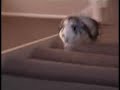 My favourite rabbit-video