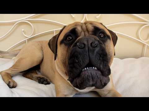bullmastiff