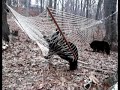 FUNNY VIDEO OF BLACK BEAR IN HAMMOCK FUNNY VIDEO OF BLACK BEAR IN HAMMOCK
