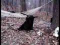 FUNNY VIDEO OF BLACK BEAR IN HAMMOCK