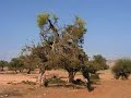Taroudant