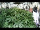 Grow Medical Marijuana Cannabis (Legal)