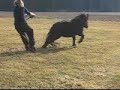 Hurja poni Hurja poni