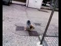 spello un cane magnone