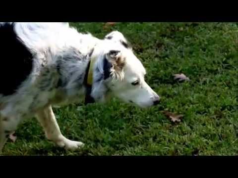 Smart Dogs - Meet an extraordinary Border collie and other dogs that are changing our view of canine intelligence. Aired February 9, 2011 on PBS. New discoveries are reve...