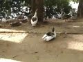 Enjoying the adventure of jogging as you go along crossing people, geese, and tall eucaliptus on the track feeling each second of your heart beating. ... (more)