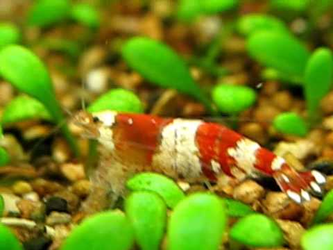 Watch "AquaTube"