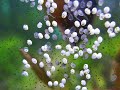 Discus eggs hatching