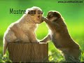 cães professores