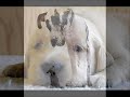 cães professores