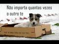 Cães Professores