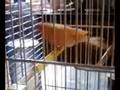 canari danseur