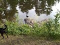 Brutus and Remy play in the lake
