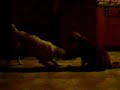 My Cat wasn't to fond of my dog....My dog is dead now