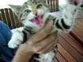 Watch 'Gatito enfadado'