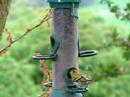 Siskin on Nyger feeder