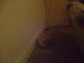 Cat Vs Mouse