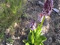 como se aprecia en las imagenes se trata de uan orquidea silvestre, de gran tamaño, y de forma y colorido  muy llamativo, imagenes grabadas en la sierra de gador almeria.