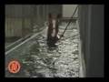 Equine Water Therapy