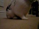 my first wabbit Skip! my first wabbit Skip!