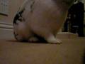my first wabbit Skip!