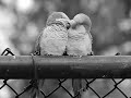 L.O.V.E