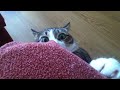 Котэ / Crazy cat