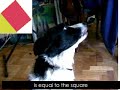 Dog Geometry Dog Geometry