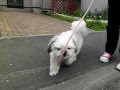 Cavalier Vicky/ ビッキーとチャッピー