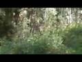 Shortfilm Nature