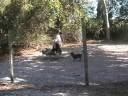 Wiggin Thanksgiving 2008 Part Two_0002.wmv