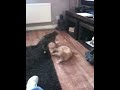 Kitten rolypoly fight