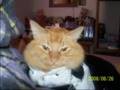 Gatito gracioso y vanidoso-Funny cat