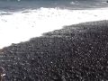 Kalapana    /spring 06/